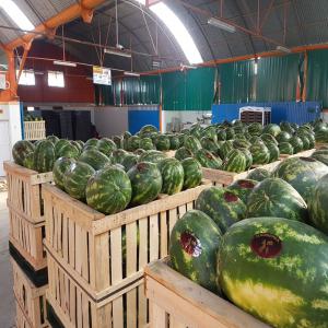 Exportation pasteque/melon - fruits et légumes conditionnement et expedition de pasteque et du melon  de differentes region du pays maroc,  calibre,  qualité,  prix et continuité.--prestation et livraison est assurée en tout coin que vous etes.