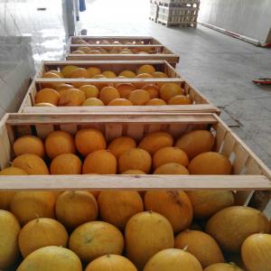 Melon jaune haut qualité  - fruits et légumes bonjour --nous sommes une société marocain spécialiste au domaine d'éxport les fruits et légumes(actuellement en travaille sur le melon jaune#2kg+# et pastèque #grosse et myen# ) vère l'europe et russie et toute le monde si vous etes intéress&e