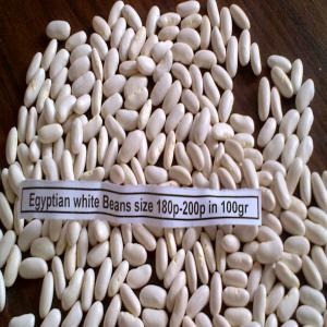 vendre des haricots blancs - céréales we are grower for vegetables & fruits as onion,  orange  navel & valencia ,  potato,  mango,  and pomegranate-- --please see our offer for white beans --- --brand trade- egyptian white beans familiano--origin - delta region of egypt --size -180p-200p in 100g --packing - 25 kilo net in pp bags--quality -