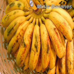 banane poingo - fruits et légumes nos bananes sont cultivées naturellement par les paysans. elles ont un goût exquis et riche en énergie. leurs texture et couleur sont très bonnes. --disponible en tout temps. --nous chercons des clients pouvant etre intéressé par ce produit.