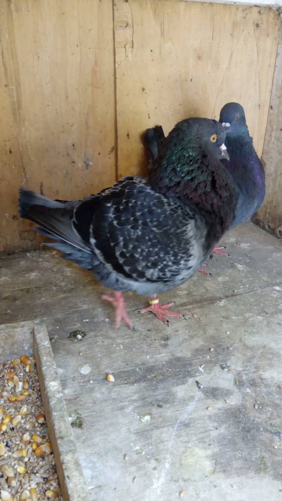 Moutons de race et pigeons de race  - animaux vivants je suis eleveur de mouton poulet et pigeons de race --je suis du sénégal plus précisément a dakar.