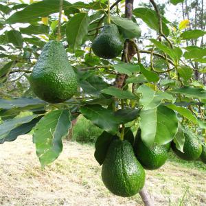 Avocat,  papaya,  physalis  - fruits et légumes zone agricole plantes des fruits,   avocat hass et fuerte,   physalis,   papaya,   prix intéressant pour les clients fidèles 