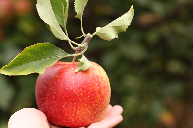 POMMES GALA ET D'AUTRES  - fruits et légumes --bonjour,  nous sommes vendeurs de fruit de pommes--de maroc agree pour la recolte 2018  nous mettons en vente des--pommes de tres bonnes qualites a des prix tres interessants--veuillez nous contacter au plus vite pour tous vos besoins  merci d avance----