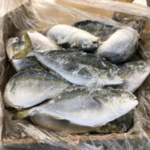 Sériole du Japon - poissons bonjour,  nous sommes une entreprise japonaise spécialisée aux produits de la mer.--nous offrons des sérioles du japon en état entier,  surgelés. --nous avons les tailles suivantes ; 300-500g,  500-800g et 800-1000g.--n'hésitez pas à nous contacter pour 