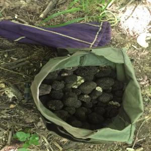 Truffes blanches d'ete - Tuber aestivum - champignon levure truffes fraiches blanches d'ete - nous garantissons la qualite de nos produits et expedions par voie express. quantite minimum = 5kg. nous contacter pour de plus grosses quantites.