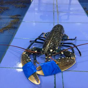 Lobster 500gr/1kg fresh Morocco - fish lobster 500gr/1kg fresh morocco.--good quality fish.--keep in a pool.--price--fob city agadir .--cordially.