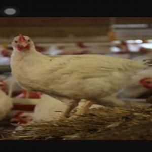 Poulets de chair - viandes et oeufs #liquidation--2580 tetes de poulets de chair a vendre  entre 1, 6kg et plus de 2kg cela pourrait intéressé les revendeurs,  a 2500 l unite