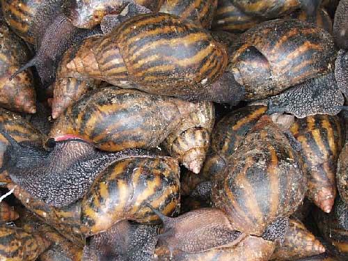  recherche fournisseur pour escargot Africain - coquillage crustacé recherche  des  escargots  africains  achatine  ou  (achatina )     en detaille  de 10 kilo ,  ou  20 kilo  en    europe .-- 