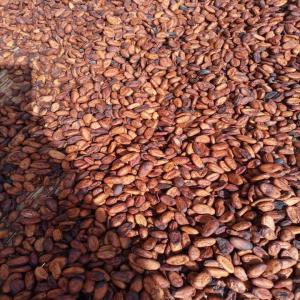 Recherche acheteurs de cacao - café cacao thé nous fournissons du cocoa 40 tonnes et plus ,  en spot ou contrat ,  pour fob abidjan ou cif,   nous fournissons en plus du cacao,   les noix de cajou ,  café ....--paiement lc/ sblc