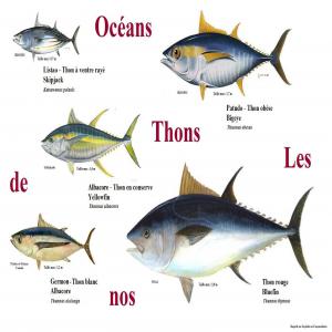 faux thon - poissons notre compagnie senegalaise basee a dakar evolue dans le secteur de la peche et specialement avec les produits halieutiques et poissons --les commandes sont fait par appel telephonique avec des paiement par werstern union .nous exigeons un representant du client pour tout transaction . 