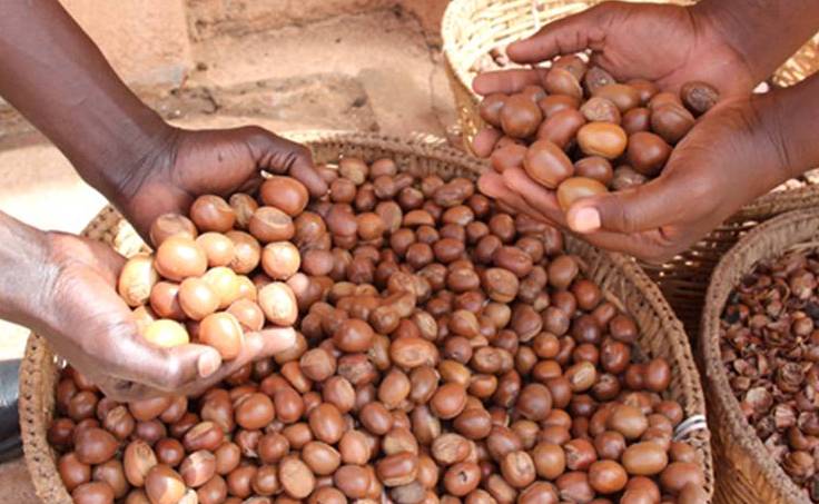 CAMPAGNE DE KARITE AU BENIN - fruits secs et graines grillées bonjour--déjà la compagne de noix de karité nous etes importateur ou grossiste et vous désirez effectuer des achats de noix de karité au bénin ou environ,  nous sommes disposé a vous aider sous commission avec une équipe dynamique et fiable. pou