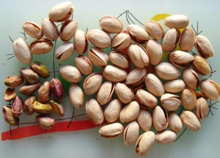 pistachio long shape tunisien  - fruits secs et graines grillées nous somme une sté tunisienne,  nous appartenant à un group,  nous approvisionnons de pistache avec coque /brute,  saison 2018/2019.--spécification- pistache halbi tunisien,  nab el jamal or akhbâri /long shape --emballage et conditionnement en vrac /pp bag 25/50 kg --quantit&