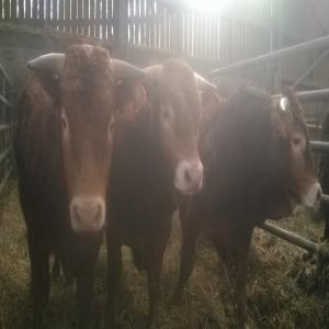 reprise d une exploitation agricole - animaux vivants reprise d'exploitation agricole de 135ha bovin viande, 100mères allaitantes dans l'allier,  avec ouverture par la suite de gite à la ferme pour faire découvrir une agriculture biologique.nous sommes dans un village très touristique et thermal.--de plus notre viande sera val