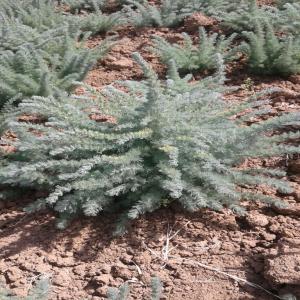 plant Artemisia absinthium - semence graine plant bonjour --nous sommes des producteurs  des plantes aromatiques et médicinales spécialisé dans les huiles essentiels du maroc. nous cherchons des acheteurs en gros d'huile essentielle de artemisia absinthium.--les produits qu'on propose sont à base de plantes bio venant de