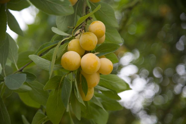 vend mirabelles non traitées - fruits et légumes à retirer sur place . mirabelles sous les côtes de meuse ) disponibles dés début aout ,  possibilité de cueillir soit meme .  négociable grosse quantités . cueillies à la demande .