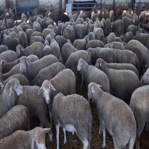 sell lambs - live animals lambs , lees one year ,  weight 30-35 kilos , origin spain, --the lambs have all the veterinary inspections and papers for export