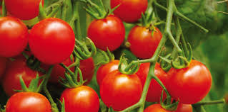 Tomate cerise  - fruits et légumes bonjour --nous avons des tomates cerises bonne qualité disponible à exporter a l'europe si vous etes besoin de nos produits n'existe pas de nous contacter. --bonne chance 