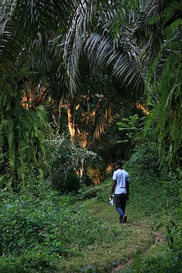 Terre Viege  - mine terrain concession 1- ce domain et titré,   ideal projet industrielle,   agriculture,   et installation de  residential estates pres de douala- cameroun. --2- celui- ci est une ancien scierie avec tous sa structure encore en place,   le terrain et papier son bien titre au nom du proprietaire des lieu,  vente urgent.