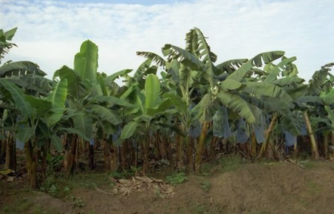 PRÈS POUR LA RÉCOLTE vivres bio  - autres je suis agriculteur en milieu sud cameroun je dispose des vivres bio  manioc,  macabo, plantain. ..etc tres grand stock disponible en toute saison je recherche acheteurs grossiste grande récolte cette saison veillez me contacter merci