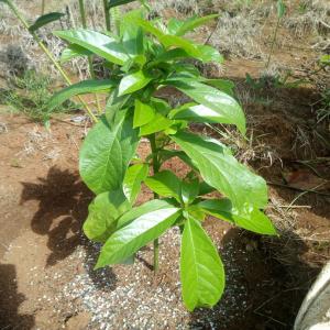 Huile d'avocat Bio - huiles bonjour, --nous avons lancé une vaste plantation d'avocats sur 15 hectares qui alimentera notre usine de production d'huile d'avocat dans le village de bafolé à koutaba au cameroun. la capacité de production à terme est estimée à 20.000 litres par an.-