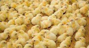 CHERCHER LES CLIENTS  - animaux vivants bonjour tout le monde,  nous tenons à vous informer que vous pouvez commander des poulets de chair et des poules pondeuses,  c’est une grande entreprise basée au rwanda,  nous pouvons livrer votre commande,  nous produisons des poussins de bonne qualité peut vous aider dans les serv