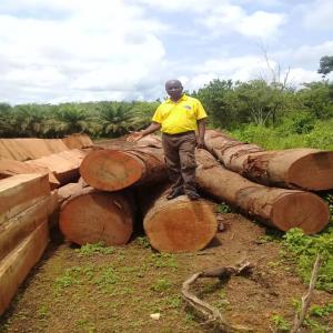 Bois en Grumes et en débités - bois charbon fibre je vends les bois grumes avec les prix locaux et fob,  et aussi par la suite je vends des bois débités sur le marché local et international