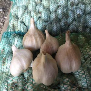 Ail Blanc De Serbie - fruits et légumes nous sommes une exploitation agricole de serbie,  spécialisée dans la production d'ail. nous  somme situé près de la ville d'arandjelovac,  entre les montagnes de bukulja et rudnik,  à environ 275 mètres d'altitude. il est loin de toute source de pollution. la 