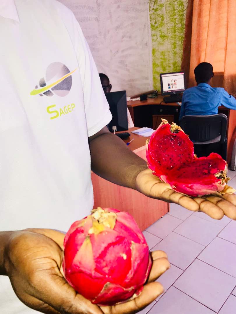 Pitaya (fruit du dragon) en vente - fruits et légumes bonjour, --nous avons actuellement à disposition plusieurs tonnes de pitaya rouge (fruit du dragon) en vente.--potentiels acheteurs,  veuillez nous contacter