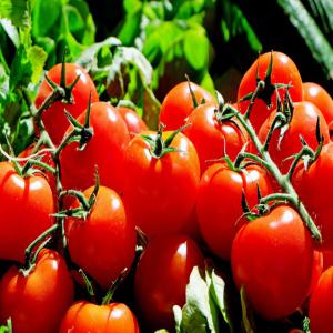 Tomate fraiche en Gros - fruits et légumes bonsoir mr comment allez vous et les activités ? je suis entrepreneur et --fournisseur en agro à abidjan.--suite à votre annonce,  j'aimerais  vous informer que j'ai plus de --150 tonnes de grosses tomates fraîches de très bonnes qualités et j'espère --