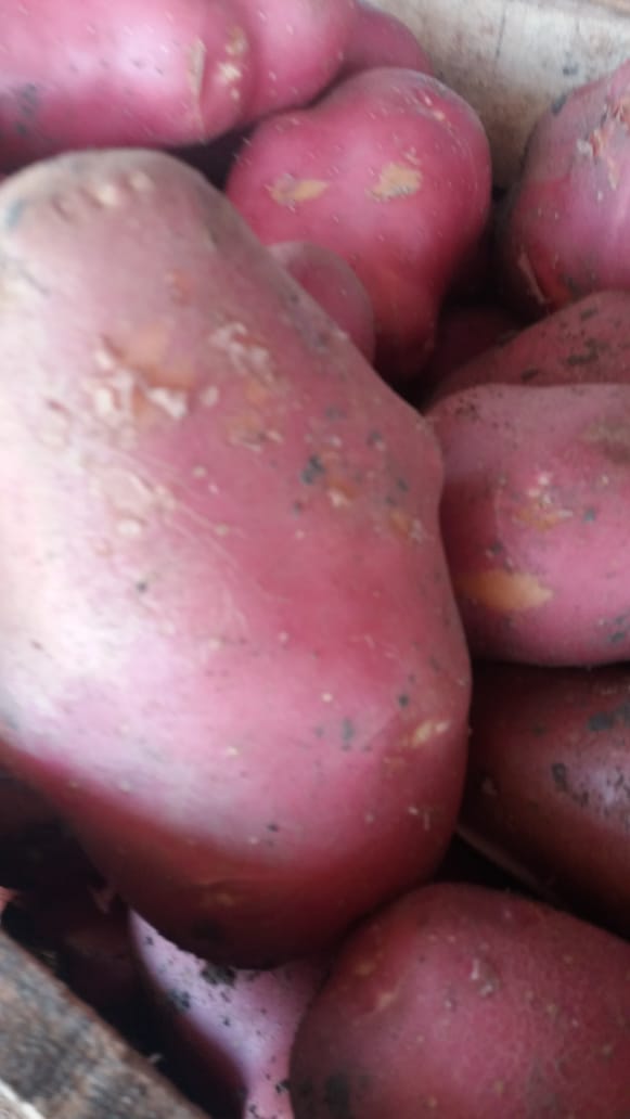 pomme de terre, oignons. - fruits et légumes je met en vente de grosse quantité de pomme de terre de la région de ain taoujtat meknes maroc --variétés disponible sur nos locaux  frigos  dans les meilleurs conditions.--pomme de terre - desiré (rouge),  nicola (blanche),  flamengo (rouge),  geroda  (rouge).,  manit