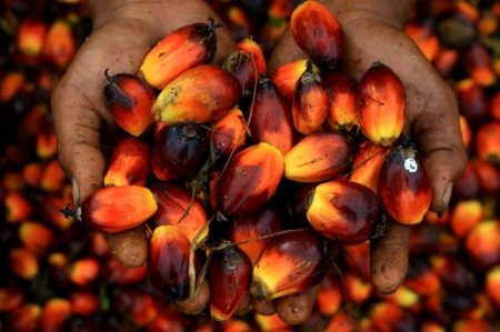 Noix de palme en qualité et en quantité - huiles noix de palme en quantité provenance du sud du benin précisément dans la vale de l'ouemé . les noix de palme provenant de cette région donne de bon qualité d'huile de palme