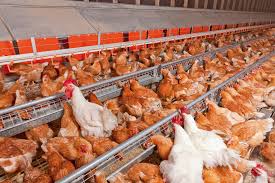 Poulets reproducteurs( mâles et femelles)