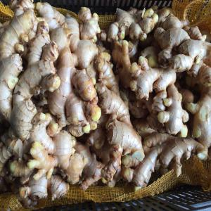 FRESH GINGER WITH BOTTOM PRICE, VIETNAM ORIGIN - fruits and vegetables we would like to introduce ourself- vietnam spices import export co.,  ltd base in vietnam. we are one of top biggest ginger export company in vietnam in 2017.  we are a directly factory in producing fresh ginger in vietnam. we have own ourself material source,  we directly plant and harvest to proces