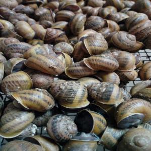  Escargots Helix Aspersa Maxima - animaux vivants nous sommes un producteur portugais de helix aspersa maxima et nous recherchons des partenaires/ cliente en europe. ----escargot de bonne qualité,  doublés,  nettoyés et séchés,  de taille moyenne et de très gros calibre.----les escargots sont emballés d