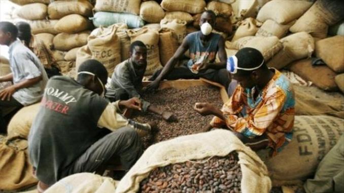 CACAO A ÉCOULER POUR LA CAMPAGNE 2018-2019 - café cacao thé  nous avons à notre coupole plus de 1000 planteurs et nous recherchons un partenaire financier si possible,  qui nous aidera dans l'achat et le transport de la production jusqu'à l'usine. nous recherchons un partenaire capable de financer ou acheter notre production durant la campagne 2