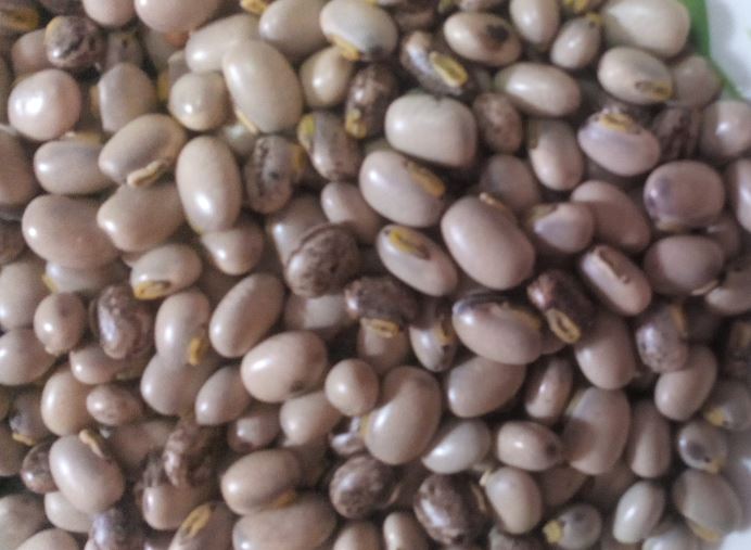 recherche acheteur MUCUNA - matiere vegetale je dispose du mucuna  dont  je cherche à produire et j'aimerai avoir des acheteurs avant de me lancer dans la production contactez moi 