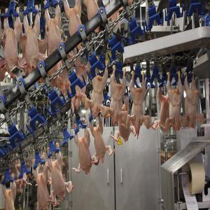 chaîne d'abattage - matériels machines s'il vous plaît envoyez moi une facture préforma avec transport maritime cfr port de bejaia, --une chaîne d'abattage 1000 poulets par heure convoyeurs aériens en inox avec une plumeuses de type contre rotation avec une gamme complète d'outillage et matériel pou