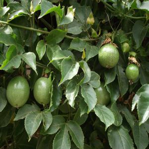 VENDS JEUNES PLANTS MOTTES FRUITS DE LA PASSSION. - semence graine plant bonjour,  nous sommes une pépinière de plantes tropicales basée en martinique et nous souhaiterions vous proposer des plants en mottes de ---- fruits de passion « passiflora edulis » (fruits très appréciés pour ses jus,  ses confitures…),  --- groseilles rouge 