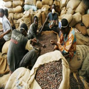 Cacao recherche de partenaire  - café cacao thé nous sommes une coopérative agricole située dans la region de san pedro,  nous disposons d'un certificat de cacao utz; par ailleur nous sommes a la recherche de cooperatives qui pourrons proceder au dechargement du cacao à l'usine avec notre code de déchargement.--vous gar