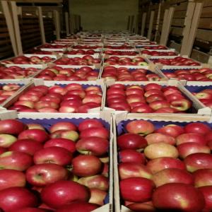 Des Pommes en frais origine Pologne  - fruits et légumes en offrant des pommes en frais,  origine polonaise,  types différents et en recherche des clients pour nos produits. merci. cdlt,  