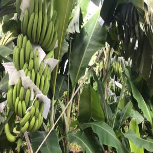 Sell Vietnam Cavendish Banana - fruits and vegetables cavendish bananas ----colour- green color and will be nice yellow. --length- 18 cm up --container capacity- 1540 ctns/cont 40' --certificate- phyto,  co --- moq- 1 40' container ----packing- we normelly pack 13.5kg/ carton box and 18.5kg/ carton box or we can pack as client's requirement