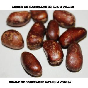 graines bourrache nigelle en algérie - semence graine plant l'achat se fait  par tranche de 1000 graines jusqu'à complet la quantité totale de 10000 graines et s'effectuée main à main à l’intérieur du pays d'origine  --( algérie)