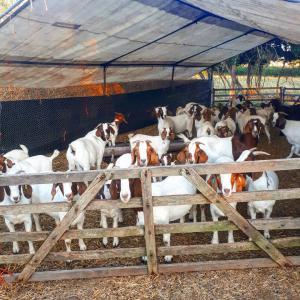 Full Blood Boer Goats - live animals healthy full blood boer goat for sale at affordable price. we sale from 100 an above both male and female age from 7 months to 1 year weight 35 to 75 kg they are all vet-check and vaccinated ready for exportation --