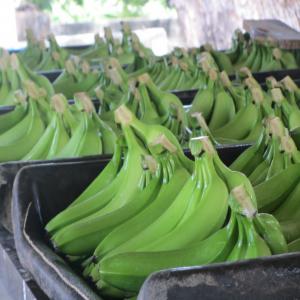 Banane Cavendish et plantain Côte d'Ivoire 