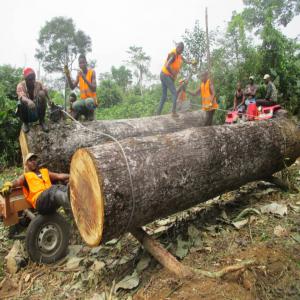 26 différents types de bois en stockage - bois charbon fibre nous disposons d'une concession de 50 000  hectares de bois dans la province de l'équateur en r.d.congo,  ou l'on y trouve 26 différents types de bois dont- l'afromosia,  le sapelli,  l'iroko,  le sipo,  l'acajou,  le tali,  le padouk,  le tola,  le doussie.......nous avons une capacité 