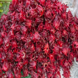 producteur d'Hibiscus Sabdarifa ou bissap rouge  - fruits et légumes bonjour, --sénégalais d'origine mais établie en france,  je suis producteur d’hibiscus sabdarifa ou le bissap rouge au sénégal,  dans la région de kolda. je recherche des clients intéressés pour vous fournir un bissap de premier qualité.