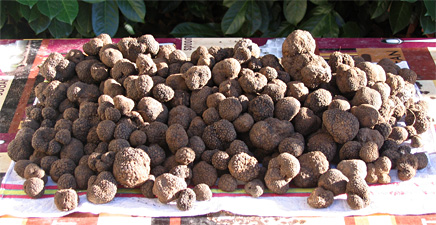 Truffes fraîches - fruits et légumes bonjour, --je mets en vente une importante quantité de truffes fraîchement récoltées et de très bonne qualité.--livraison possible dans tous les quatre coins du globe.--si intéressé,  veuillez me contacter.--cordiales salutations.