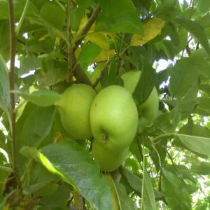 Le fournisseur de fruits et légumes Maroc  - fruits et légumes bonjour notre société est bassé sur exportation de fruits et légumes en afrique  de l'ouest on cherches des grossistes pour les partenariats --contactez notre représentant 