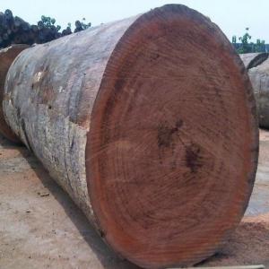 Grumes de bois feuillus d'Afrique et produits du  - energie renouvelable nous livrons du bois sous toutes ses formes selon les besoins de chaque client. en plus du bois,  nous fournissons également des produits à base de bois,  tels que du bois de chauffage (sous forme de bois de chauffage ou de charbon de bois,  par exemple),  de la sciure de bois et des granu