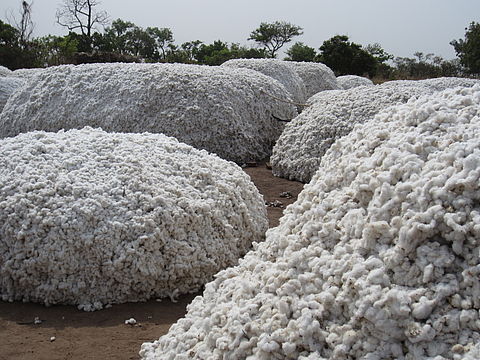 Fibres de Coton - semence graine plant nous disposons des graines de coton  de tres bonne qualite a un prix tres --abordable  le rapport qualite prix est une valeur importante que nous --pronons au sein de notre groupe  un partenariat gagnant gagnant sur du --long terme. n'hésitez pas à nous contacter pour d'éventuel